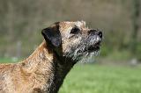 BORDER TERRIER 058